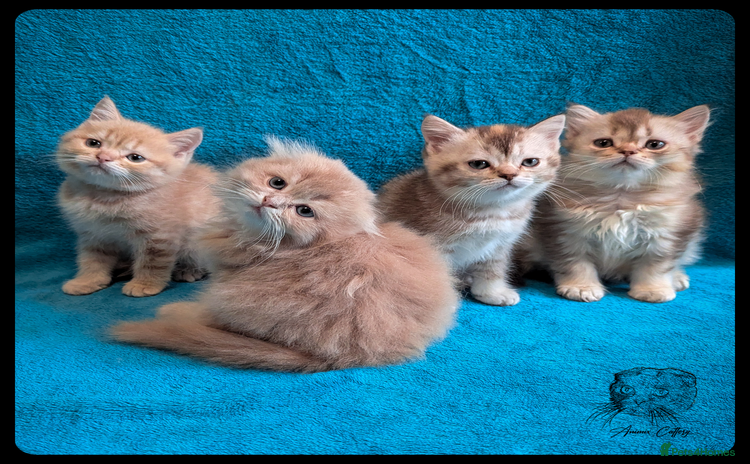 Scottish Fold cats - Advert 1
