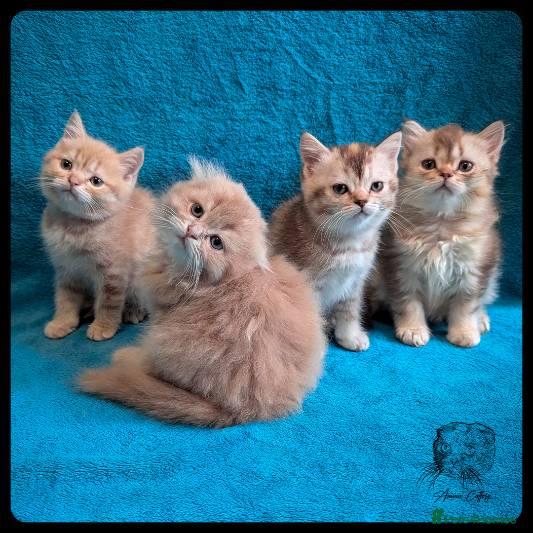 Scottish Fold cats for sale: TICA Registered Scottish kittens - Image 1