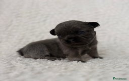 French Bulldog dogs for sale: French bulldog pups - pink and fluffy carries  - Image 1