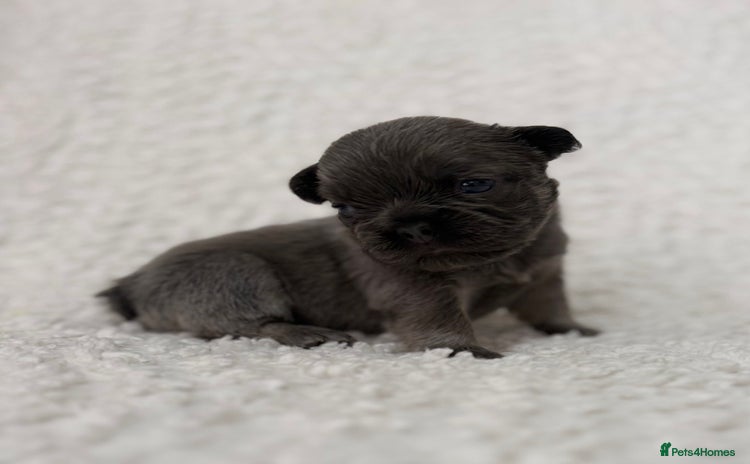 French Bulldog dogs - Advert 4