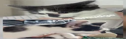 Mixed Breed cats for adoption: Kittens (Rescue)  in Halesowen - Advert 4