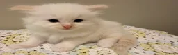 Ragdoll cats for sale: Beautiful ragdoll babies! 😻😻😻 - Advert 2