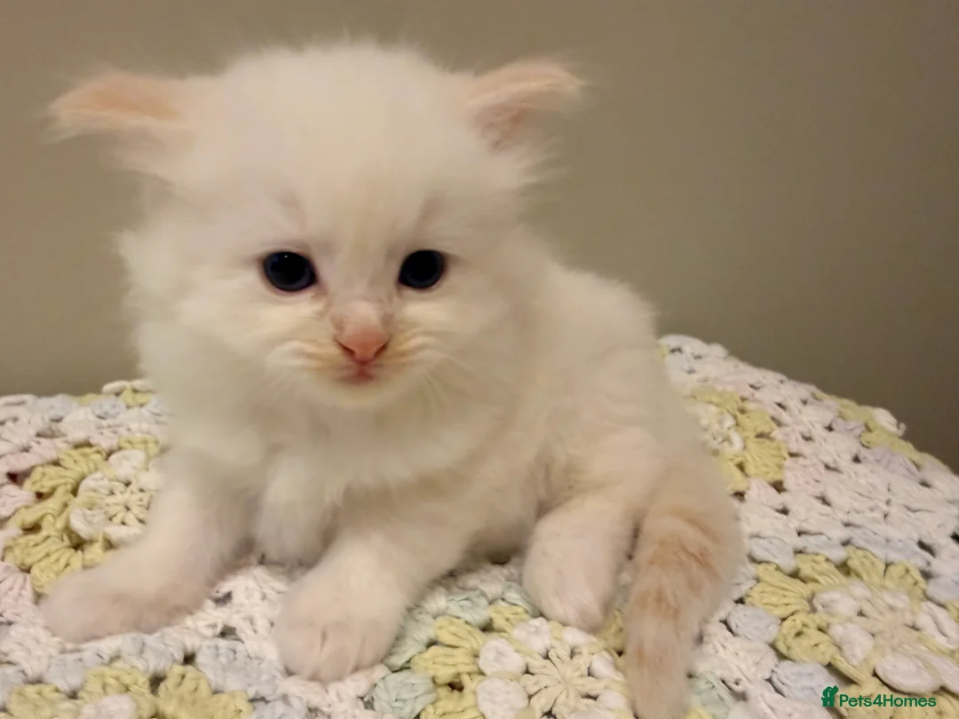 Ragdoll cats for sale: Beautiful ragdoll babies! 😻😻😻 - Advert 2