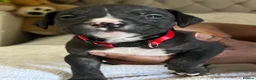 Mixed Breed dogs for sale: Boy pups ready to go  in London - Advert 4