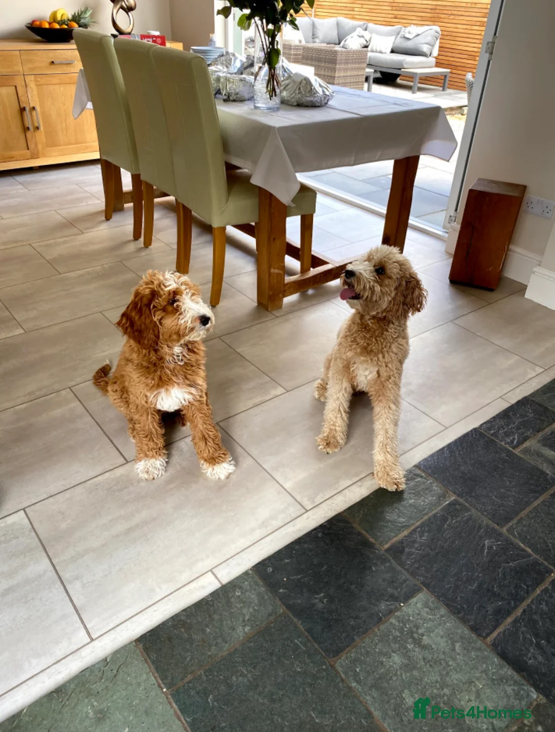 Goldendoodle dogs for stud: Alfie, Proven Goldendoodle for stud-Health Tested in Southport - Advert 11