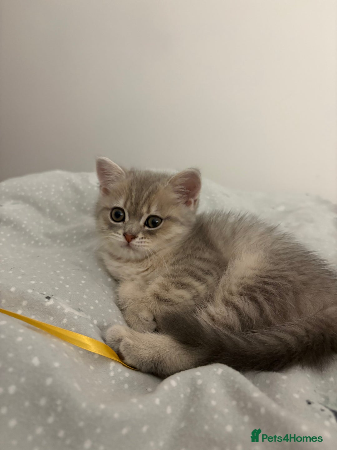 Scottish Fold cats for sale: Scottish fold kittens for sale - Advert 19