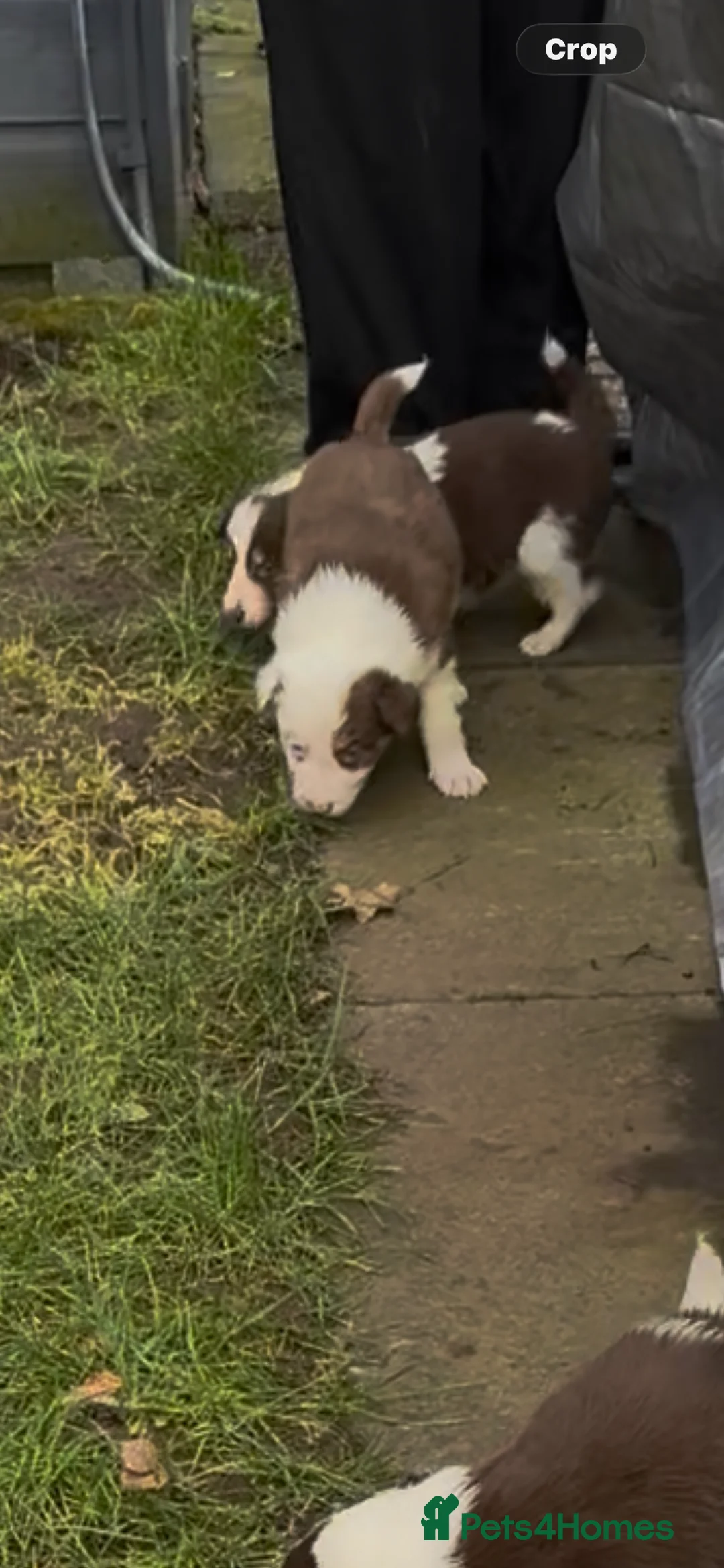 Border Collie dogs for sale: Stunning tri red/merled, blue eyed little boy - Advert 6