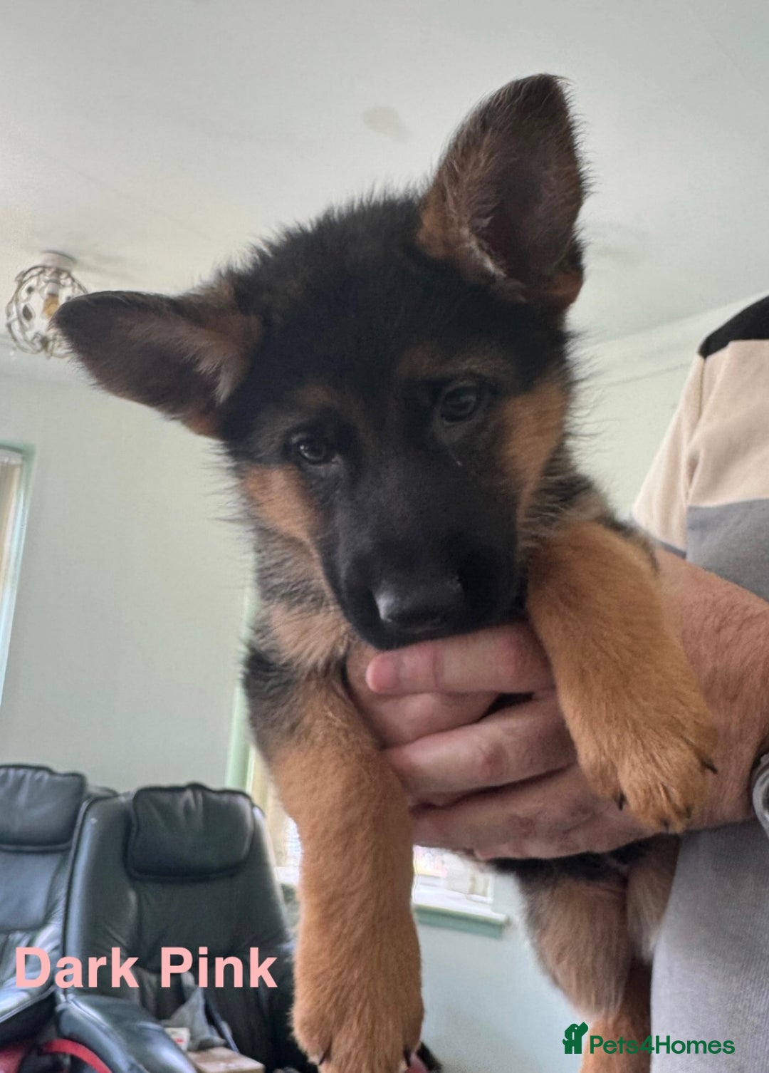 German Shepherd dogs for sale: Stunning KC Registered German Shepherd Puppies  - Image 8