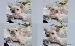 French Bulldog dogs for sale: 10 weeks old KC registered French bulldog puppies  - Image 4
