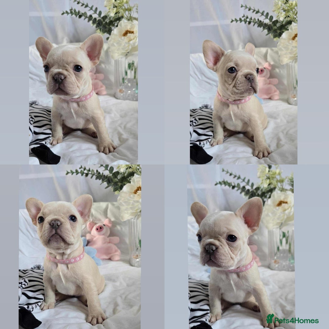 French Bulldog dogs for sale: 10 weeks old KC registered French bulldog puppies  - Image 4