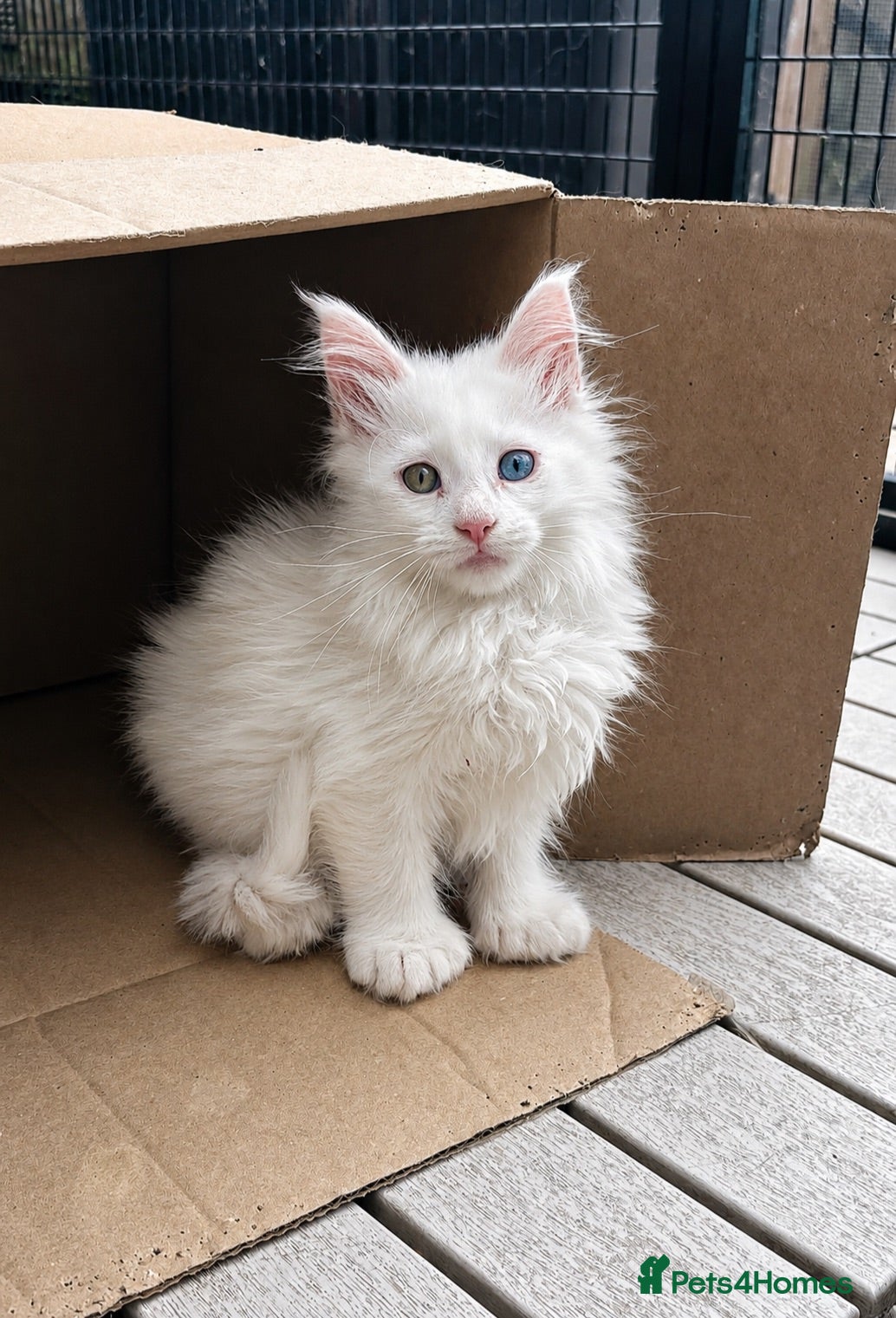 Maine Coon cats Polydactyl female with odd coloured eyes. LAST ONE - Advert 1