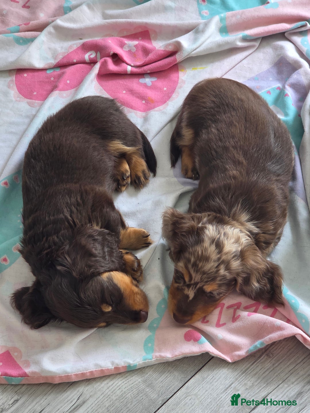 Miniature Dachshund dogs for sale: Amazing longhaired Miniature Dachshunds - Image 8