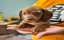 Dachshund dogs for sale: Our dwarf sausages are looking for a family🙃 - Image 3