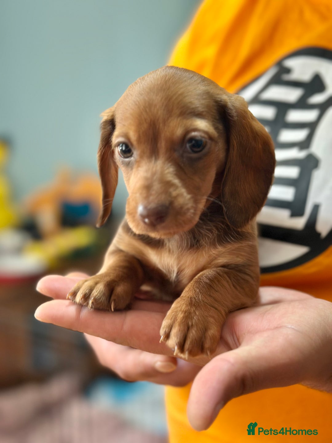 Dachshund dogs for sale: Our dwarf sausages are looking for a family🙃 - Image 3