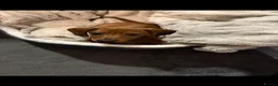 Miniature Dachshund dogs for sale: Miniature Dachshund  - Advert 4