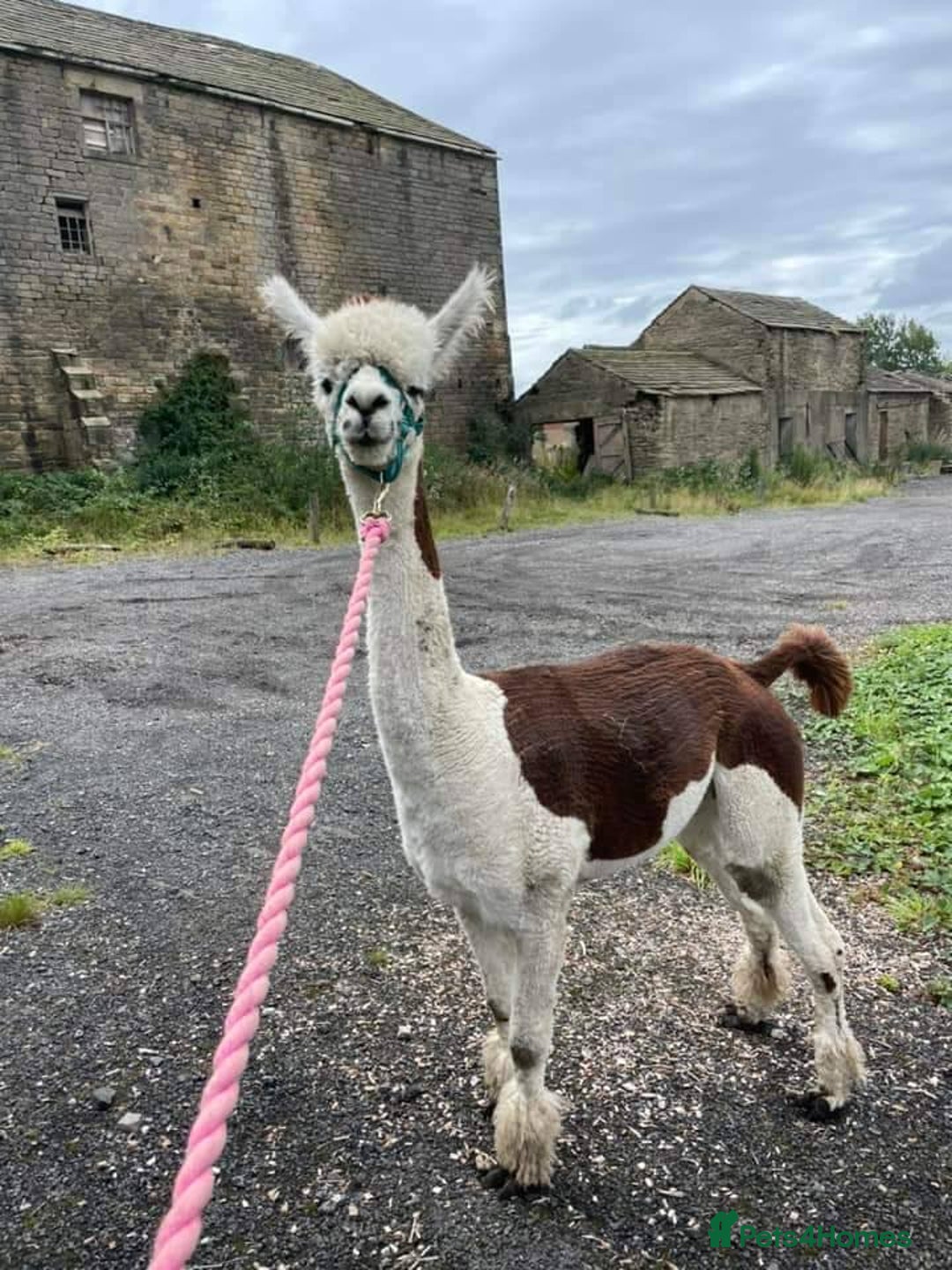Alpaca livestock for sale: Sad Sale of 5 Females - Image 2