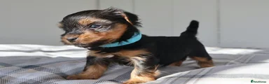 Yorkshire Terrier 3