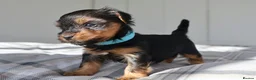Yorkshire Terrier dogs for sale: Adorable Yorkshire Terrier Puppies 5 11.11.2026 - Advert 29