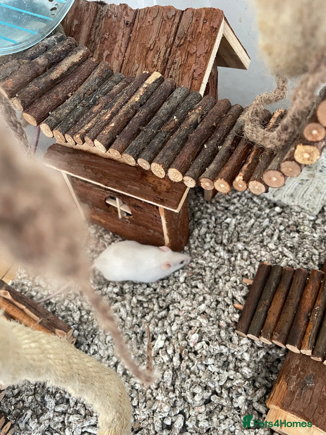 Mouse rodents for sale: Four female mice along with their cage etc. - Image 6