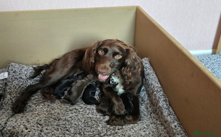 Cocker Spaniel dogs - Advert 3