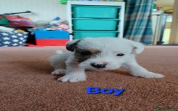 Parson Russell dogs for sale: **Parson Russell Terriers** - Image 5