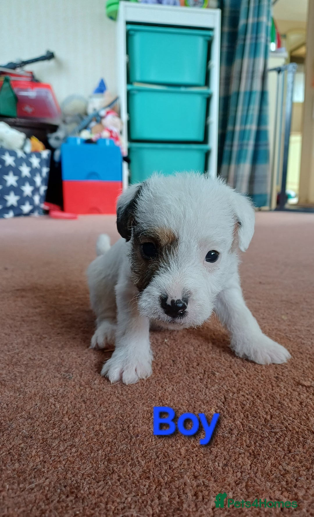 Parson Russell dogs for sale: **Parson Russell Terriers** - Image 5