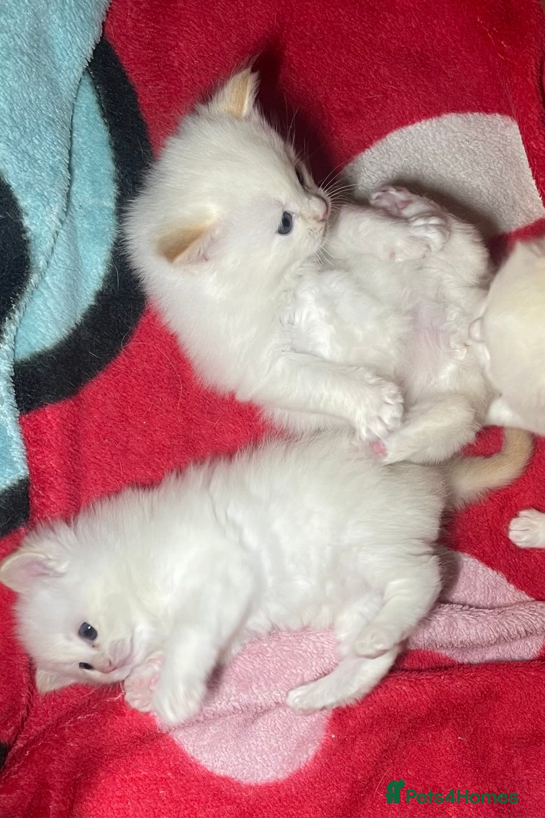 Ragdoll cats for sale: DoB:18/7/25& 14/11/25 Ragdoll Kittens Purebred - Advert 7