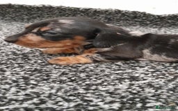Miniature Dachshund dogs for sale: 🐾 Miniature Dachshund Puppies 🐶  - Image 20