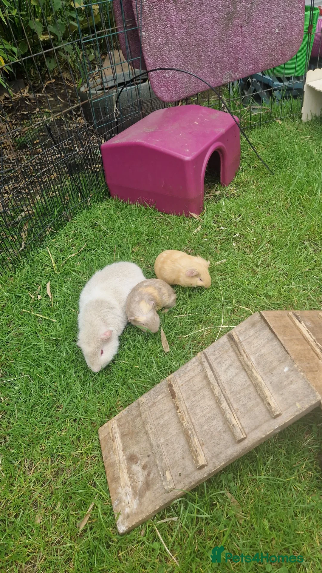 Guinea Pig rodents for sale: 💖 Tinkerbell Looking for a Loving Forever Home 💖 - Advert 2