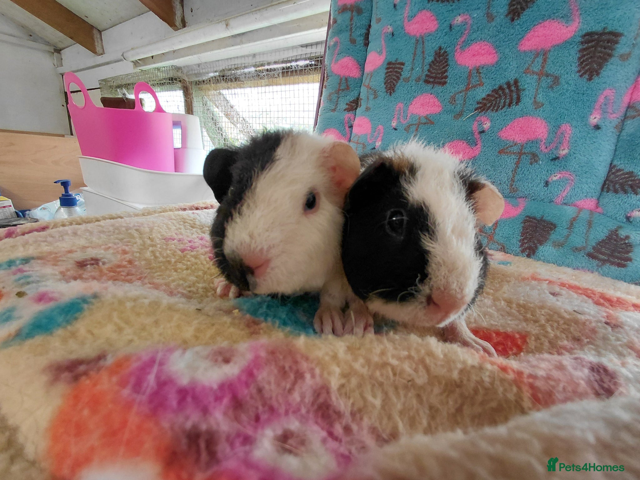 Guinea Pig rodents Young Adult Retired Sheltie Baby Peru/Funky Sows  - Advert 10