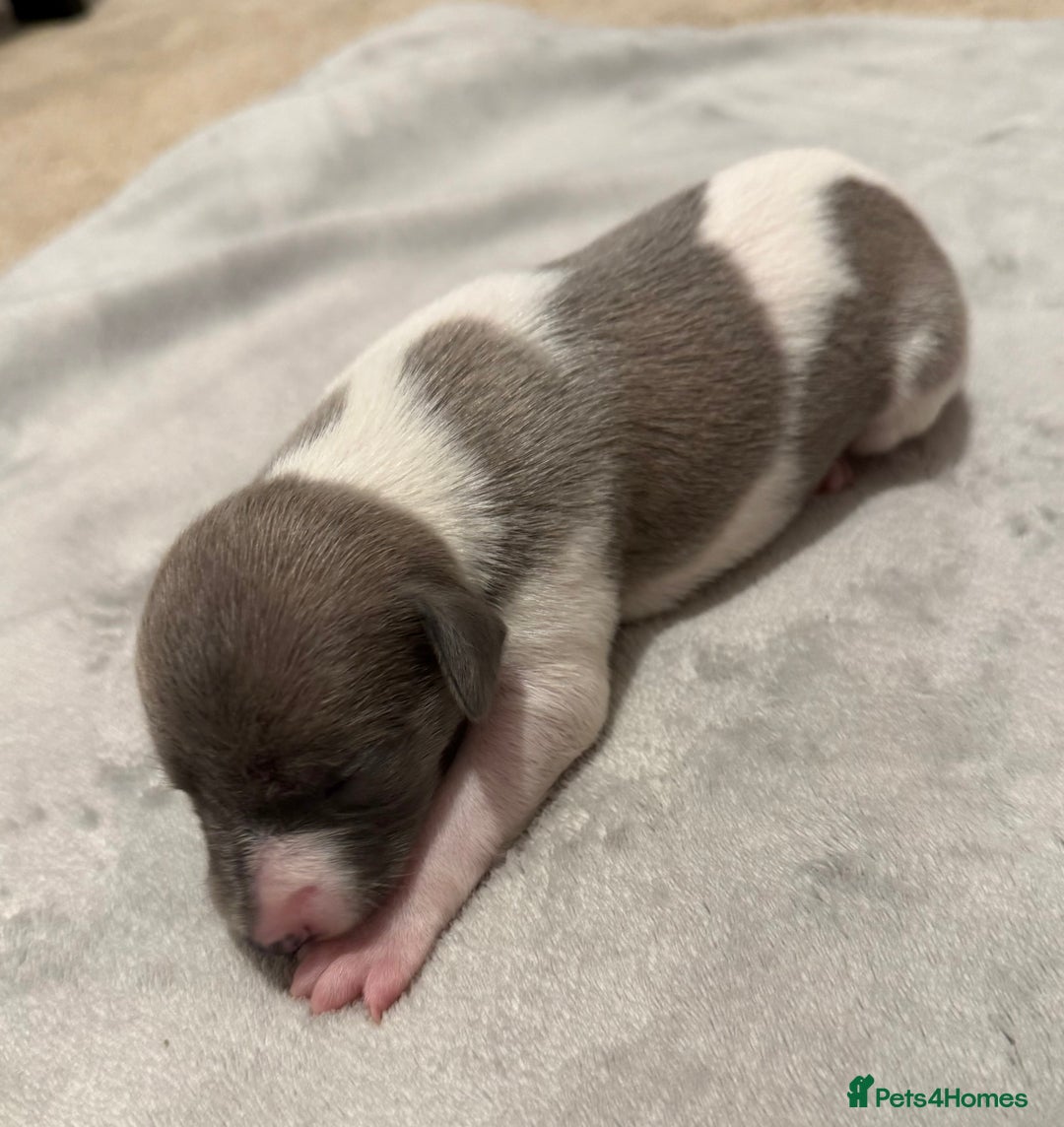 Whippet dogs for sale: KC Registered Whippet Puppies For Sale - Advert 9