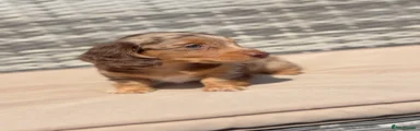 Miniature Dachshund Puppy 2