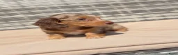 Miniature Dachshund dogs for sale: **LONGHAIRED MINIATURE DACHSHUNDS*** - Advert 7