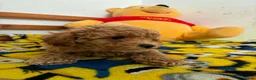 Maltipoo dogs for sale: Beautiful asian maltipoo puppy girl in Grays - Advert 1