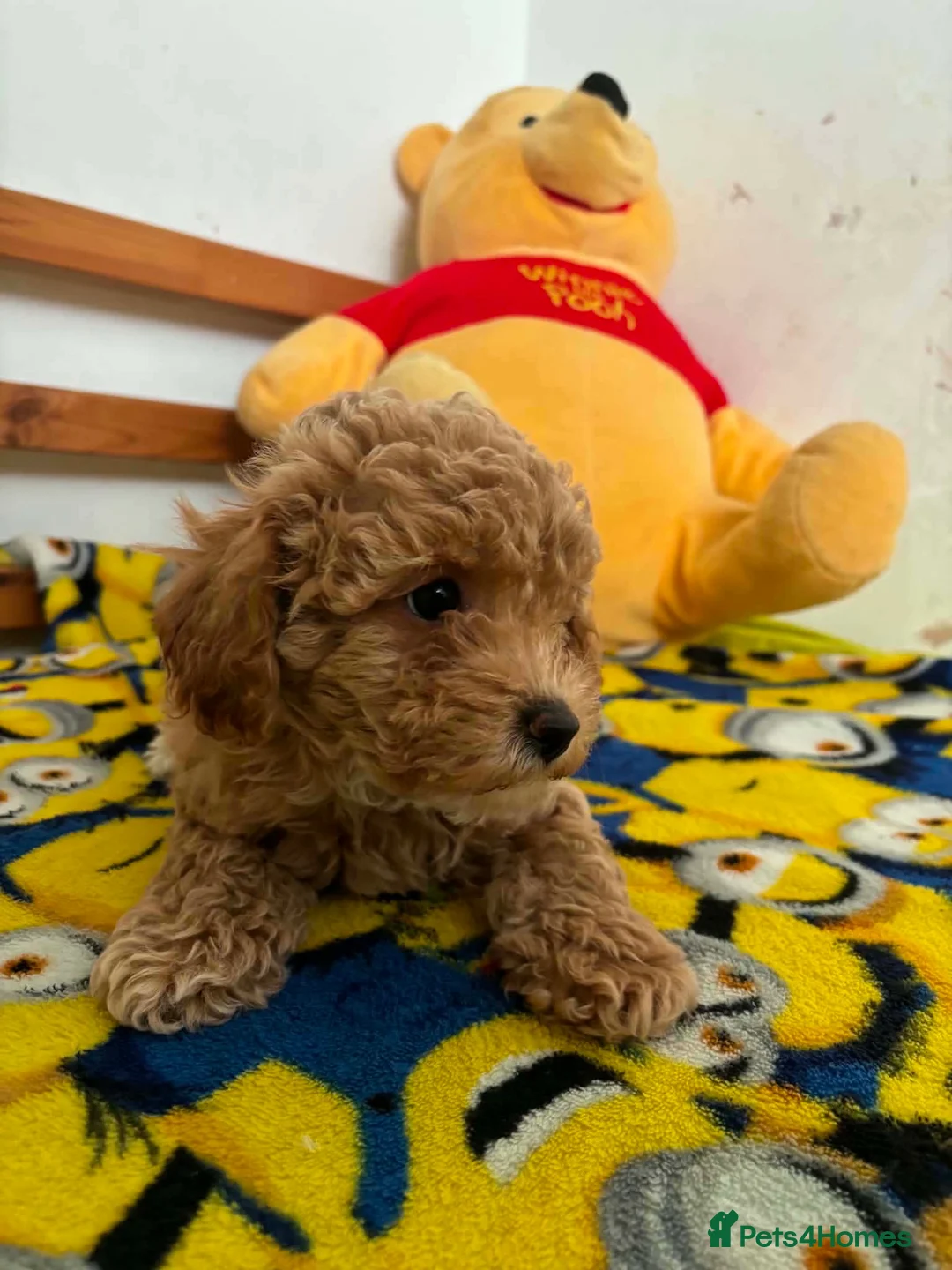 Maltipoo dogs for sale: Beautiful asian maltipoo puppy girl in Grays - Advert 1