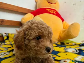 Maltipoo dogs Beautiful asian maltipoo puppy girl - Advert 1