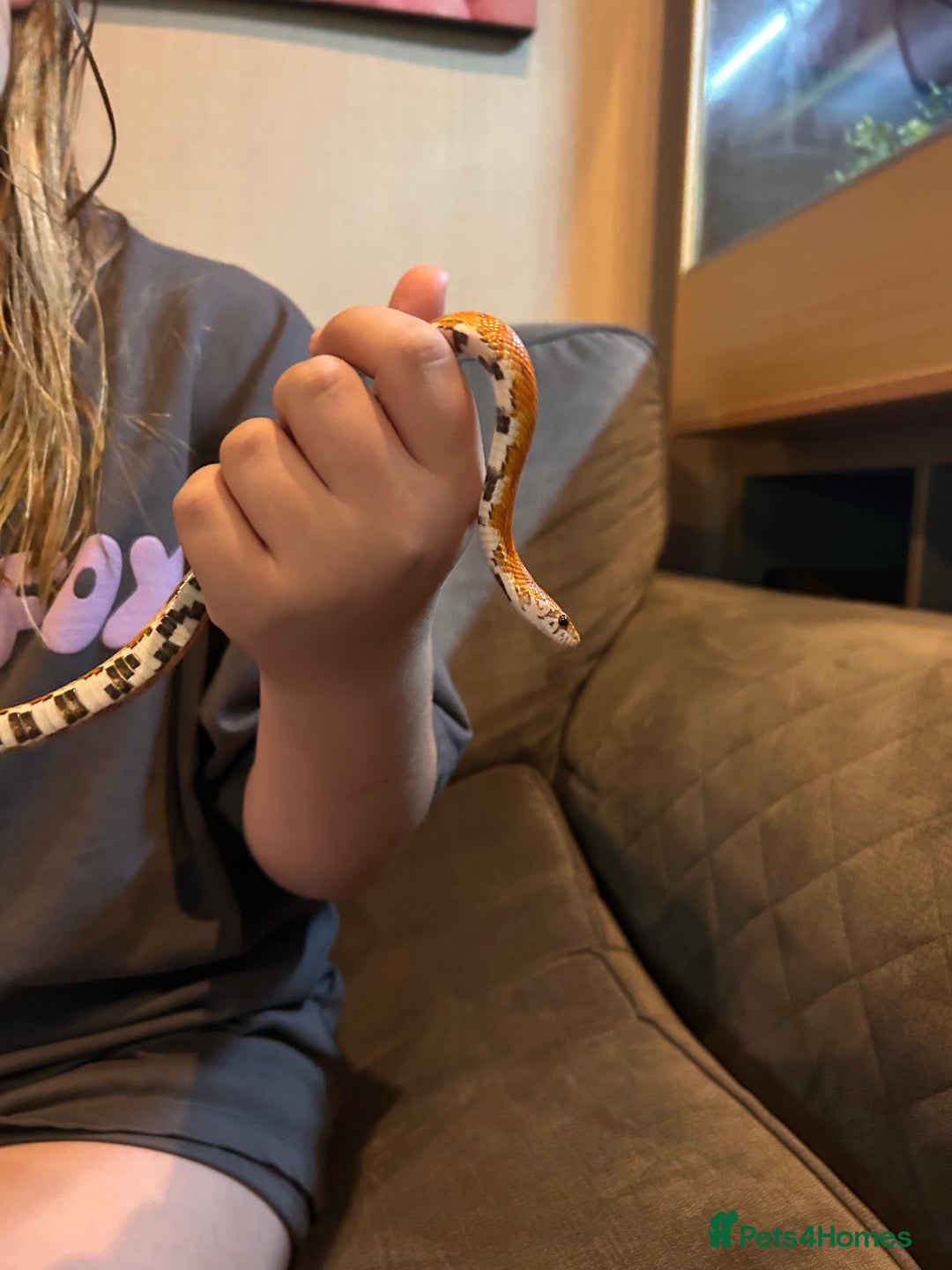 Corn Snake reptiles for sale: Corn snake and set up - Image 4