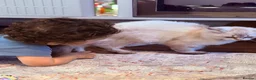 British Longhair cats for sale: Ragdoll x Scottish Longhair blue eye kitten - Advert 10