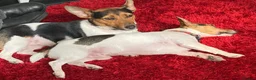 Jack Russell dogs for sale: GORGEOUS TRI-COLOURED JACK RUSSELL PUPPIES - Advert 6