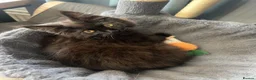 Maine Coon cats for sale: Maine Coon Kittens - Advert 5