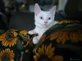 Mixed Breed cats 2 kittens - Advert 6