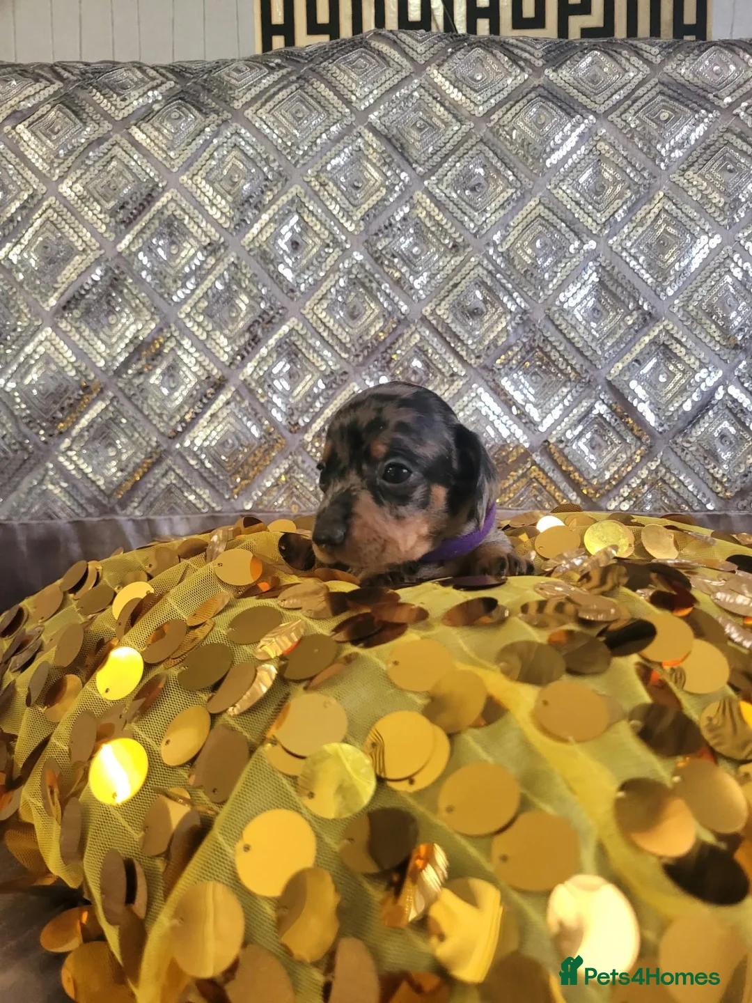 Miniature Dachshund dogs for sale: 🐶 3Miniature duschund puppies 🐶 - Advert 7