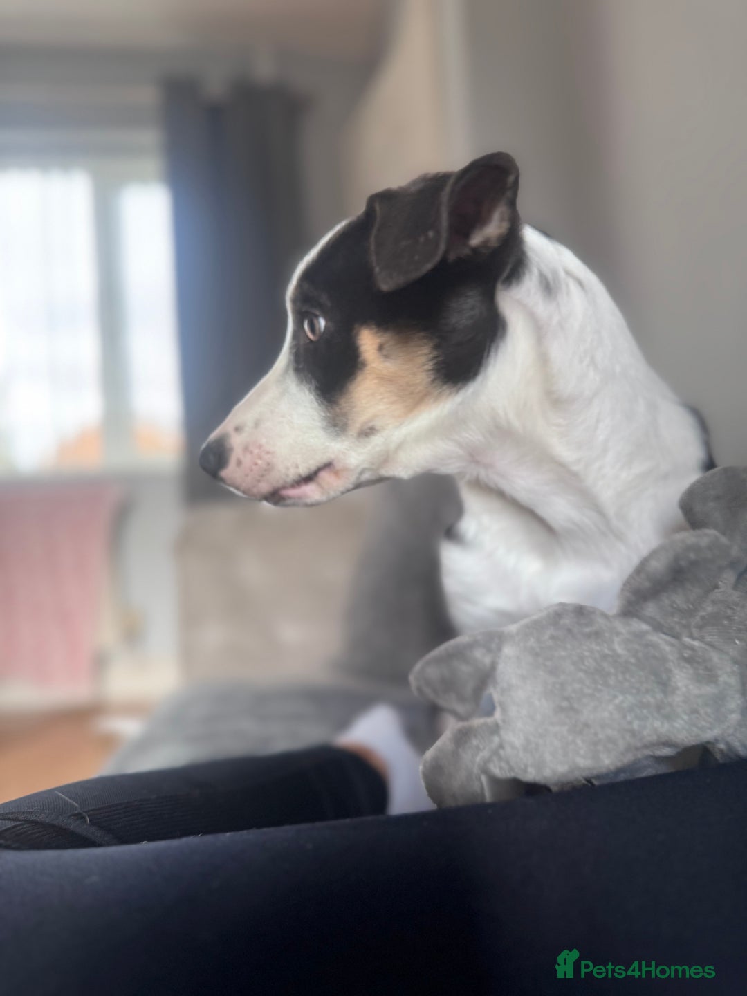 Border Collie dogs for sale: Beautiful female Border collie  - Advert 3