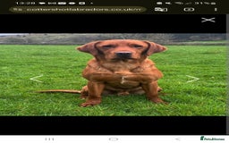 Labrador Retriever dogs for sale:  KC REG LABRADOR PICK OF LITTER AVAILABLE  in Preston - Image 15