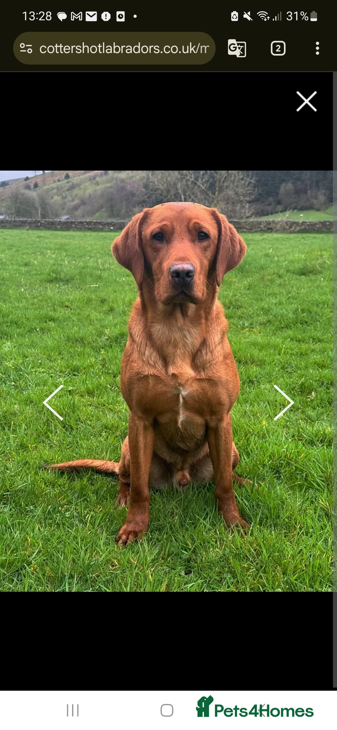 Labrador Retriever dogs for sale:  KC REG LABRADOR PICK OF LITTER AVAILABLE  in Preston - Image 15