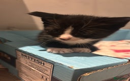 Mixed Breed cats for sale: Beautiful mixed colour kitten - Image 7