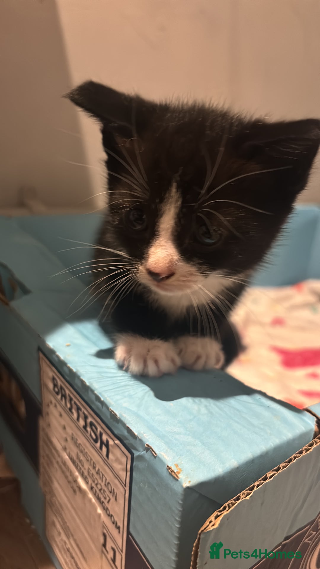 Mixed Breed cats for sale: Beautiful mixed colour kitten - Image 7