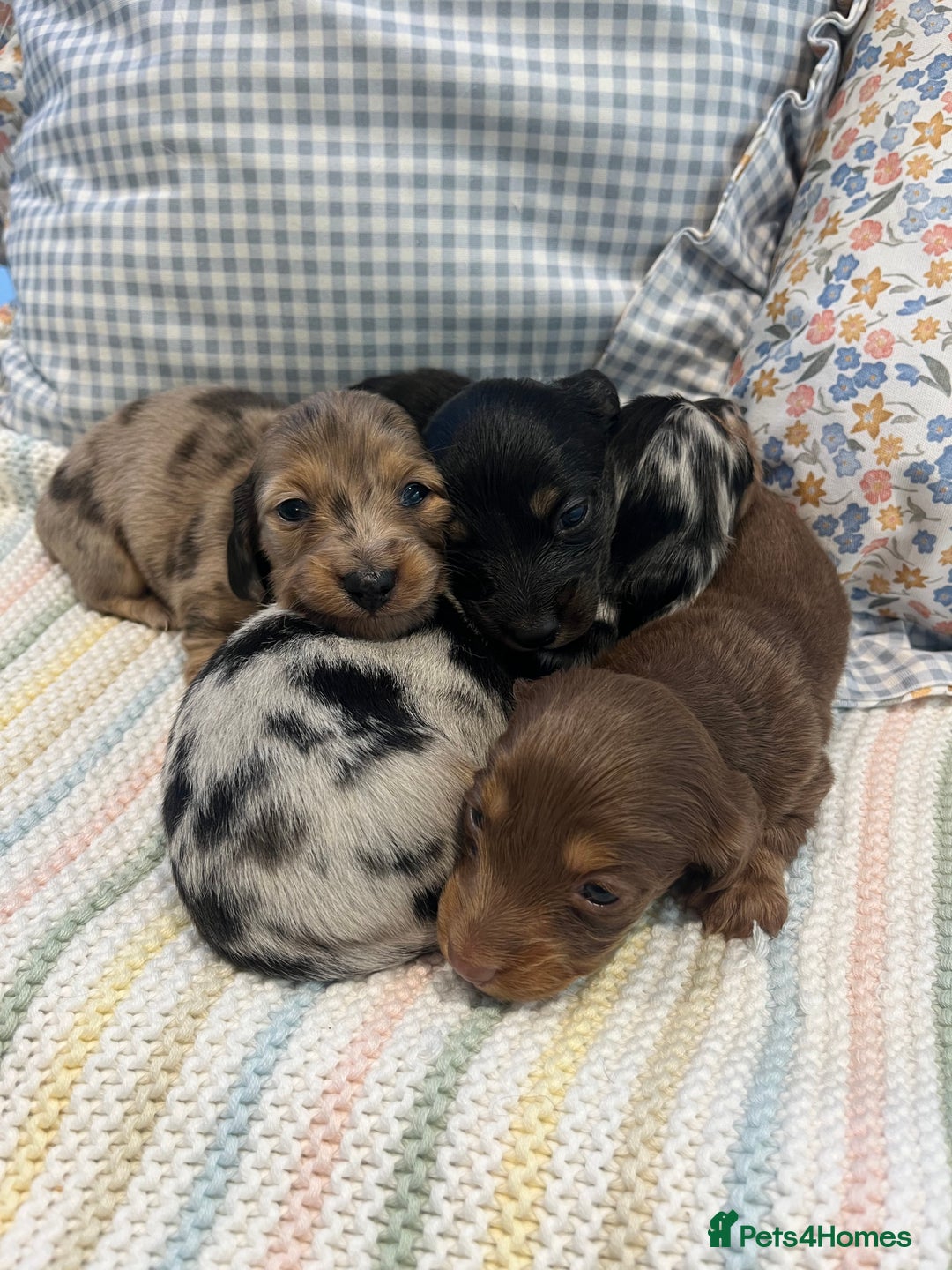 Miniature Dachshund dogs for sale: Mini long hair dachshund pups - Advert 1