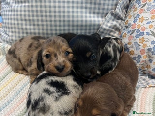 Miniature Dachshund dogs Mini long hair dachshund pups - Advert 1