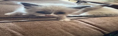 Ragdoll Kitten 3